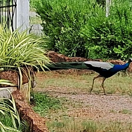 Arachiwil Green Nature Resort Puttalam Exterior foto